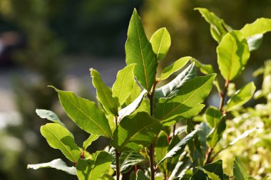 Bahçede yetişen defne yaprağı bitkisi