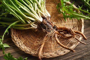 Fresh dandelion root and leaves - ingredient for herbal medicine clipart