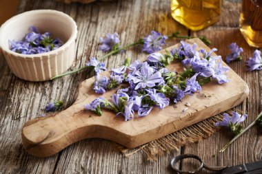 Taze hindiba çiçeklerinden ev yapımı bitkisel tentürlerin hazırlanması