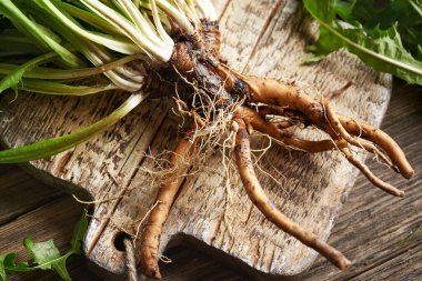 Yeşil yapraklı taze karahindiba kökü. Bitkisel ilaçlar için malzeme.