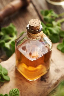 A bottle of herbal tincture with fresh Plectranthus amboinicus plant on a table clipart