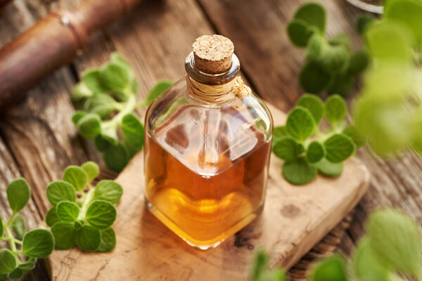 A bottle of herbal tincture for common cold with fresh Plectranthus or Coleus amboinicus leaves