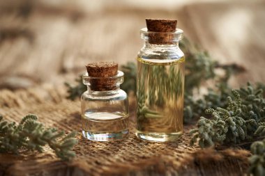 İki şişe aromaterapi, taze Santolina dallarıyla dolu bir masada gerekli yağ.