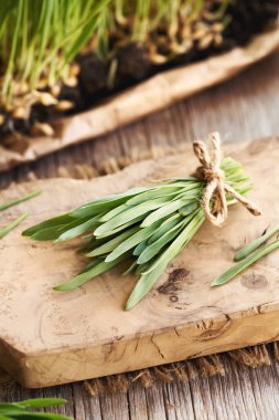 Taze yetişmiş yeşil arpa yaprakları tomarla