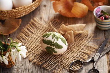 Çiğ Paskalya yumurtaları üzerine taze yapraklar ve eski çoraplar. Soğan kabuklarıyla boyama hazırlığı.