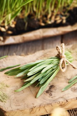 Taze yeşil arpa yaprakları tomar tomar.