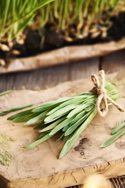 Taze yeşil arpa yaprakları tomar tomar.