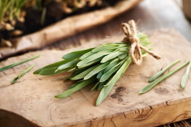 Taze yeşil arpa yaprakları masada yetişiyor.