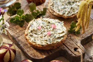 Isırgan otu yağı. Baharın başında yenilebilir akciğer otu çiçekleri ile birlikte bir dilim ekmeğe sürülmüş ev yapımı ekmek.