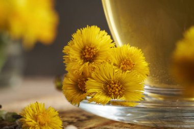 Taze Coltsfoot ya da Tussilago çiçekleri ve bir fincan bitki çayı, yakın plan.