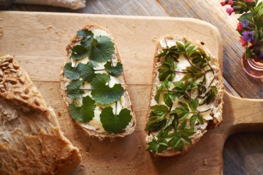 Bahar mevsiminde iki dilim mayalı ekmek. Yenilebilir taze sarımsaklı hardal ve toprak ağası ya da gutweed yaprakları.