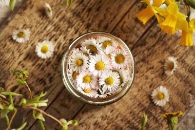 Cam bir kavanozdaki papatya çiçeklerinden bitkisel şurup hazırlama.