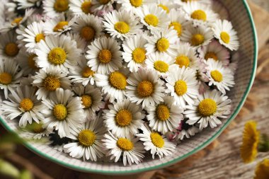 Bir kasedeki yaygın papatya çiçekleri - ilkbaharın başlarında toplanan vahşi yenilebilir bitkiler, yakın çekim