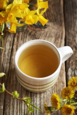 Arka planda çiçek açan nergis çiçekli taze tussilago çiçekli bir fincan bitki çayı.
