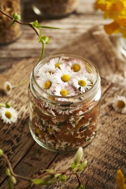 Taze kesilmiş papatya çiçekleri ve esmer şekerle dolu cam kavanoz - bahar aylarında ev yapımı bitkisel şurup hazırlama