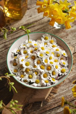 Bir kasede papatya çiçekleri - ilkbaharın başlarında toplanan yabani yenilebilir bitkiler