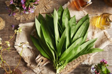 Taze sarımsak ya da Ramson yaprakları. Baharın başında toplanan vahşi, yenilebilir bitki.