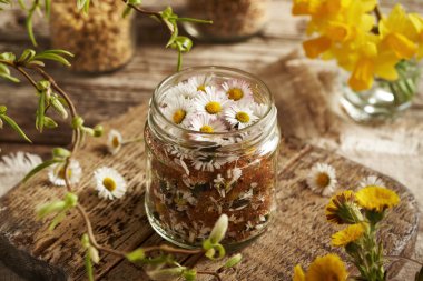 İlkbaharda yaygın papatya çiçeklerinden ev yapımı bitkisel şurup hazırlama
