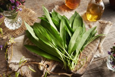 Taze yabani ayının sarımsak ya da Ramson yaprakları bir masada - ilkbaharda toplanan vahşi yenilebilir bitki