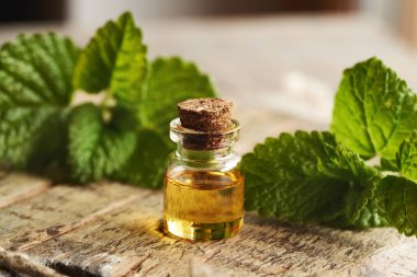 Taze Melissa yapraklı bir şişe aromaterapi gerekli yağ.