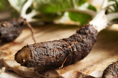 Sehpanın üzerinde taze dulavrat kökü. Bitkisel tentürler için malzeme.