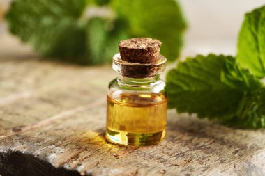 Melissa esans taze melissa ile bir şişe yaprakları