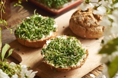 Taze bahçe teresi lahanası ya da bahardaki ekmek dilimlerinde mikro yeşillik.