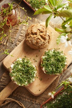 Baharda taze yetiştirilmiş bahçeli tarçınlı ekmek ya da mikroyeşillik.