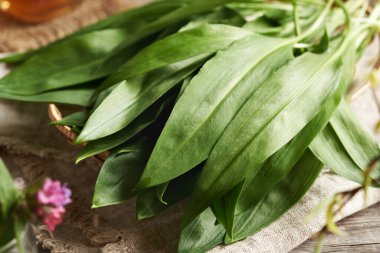 Taze ayının sarımsak ya da Ramson yaprakları. Baharın başında toplanan yenilebilir yabani bitkiler.