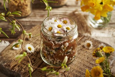 Ev yapımı bitkisel şurup hazırlamak için taze papatya çiçekleri ve şeker dolu cam kavanoz.