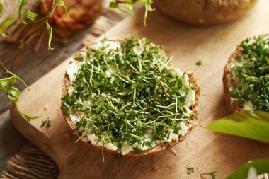 Taze bahçe teresi lahanası ya da tereyağlı çöreğin üzerindeki mikroyeşillikler.