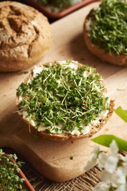 Taze yetiştirilmiş bahçe teresi ya da tereyağlı ekmeğin üzerindeki mikroyeşillikler.
