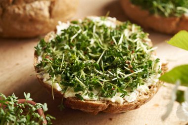 Bahçe teresi veya Lepidium sativum bir dilim çöreğin üzerinde tereyağlı filizlenir.