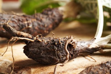 Masada taze burdock kökü, yakın plan. Bitkisel ilaçlar.