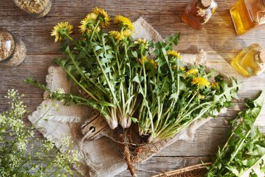 Tüm karahindiba bitkileri ahşap bir masanın üzerinde bitkisel tentürlerle dolu.