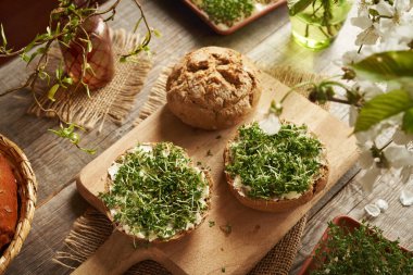 Taze yetiştirilmiş bahçe teresi ya da ekmek dilimleri üzerinde tereyağlı mikro yeşillikler.