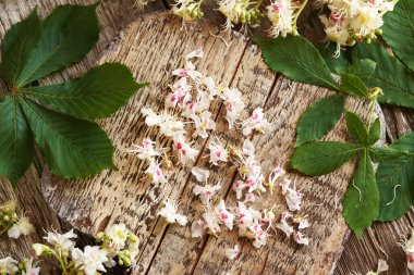 Bahar aylarında toplanan taze at kestanesi çiçekleri - bitkisel tentürler için malzemeler