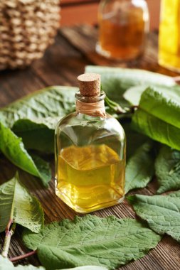 Taze Japon düğümlü tentür şişesi ya da ahşap bir masada Reynoutria japonica bitkisi.