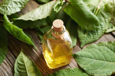 Taze Japon düğüm otu ya da Reynoutria japonica bitkisi içeren bir şişe bitki özü.