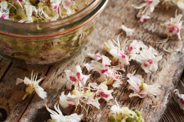 Taze at kestanesi çiçekleri - ev yapımı bitkisel tentürler için malzeme, yakın çekim