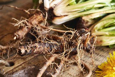 Taze karahindiba kökü baharda toplanır.