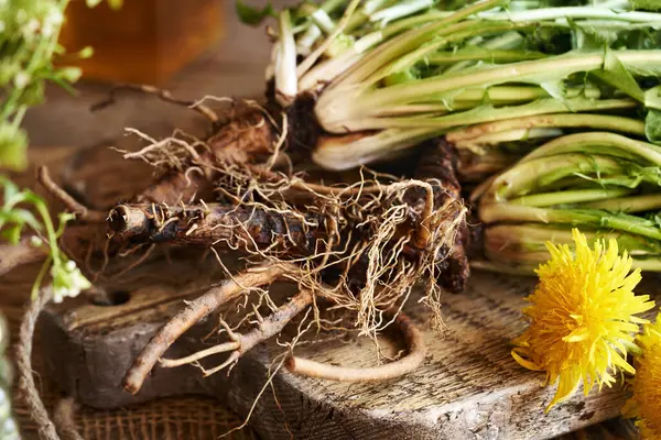 Ahşap bir masada taze karahindiba kökü - bitkisel tentür için malzeme
