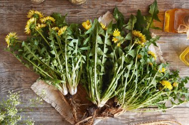 Tüm karahindiba bitkileri ahşap bir masa üzerinde, üst manzara