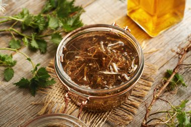 Bahar aylarında ev yapımı bitkisel tentürü hazırlamak için alkolde taze ısırgan otu kökü.