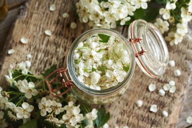 Cam bir kavanozda bitkisel tentürlerin hazırlanması ilkbaharda toplanan taze dikenli çiçeklerle birlikte.