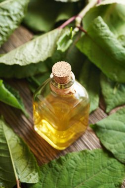 Bir şişe bitkisel tentürle Japon düğümü ya da Reynoutria japonica bitkisi.