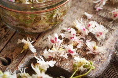 Baharda at kestanesi çiçekleri - ev yapımı bitkisel tentürler için malzeme
