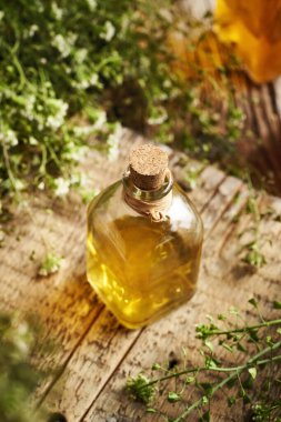 Taze çiçek açan çoban çantasından yapılmış bitkisel konserve. Cam bir şişede bitki yetiştirilmiş.