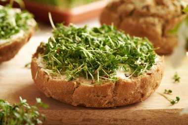 Taze yetiştirilmiş bahçeli tereli ekmekler ya da ahşap bir masada mikroyeşillikler.