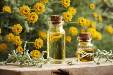 Aromaterapi şişeleri taze santolina çiçekleri ve yaprakları ile gerekli yağ